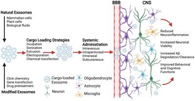 Exosomes in Age-Related Cognitive Decline: Mechanistic Insights and Improving Outcomes